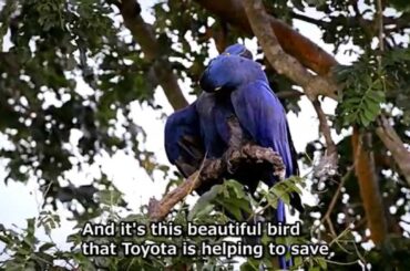 Toyota do Brasil Foundation: Hyacinth Macaw Project