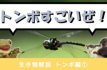 トヨタの森 | 生き物解説 トンボ編  | Toyota