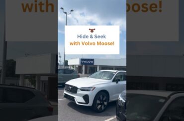 Moose are loose and they've chosen the 2024 Volvo XC60 Plug-In Hybrid for the ultimate hiding spot!