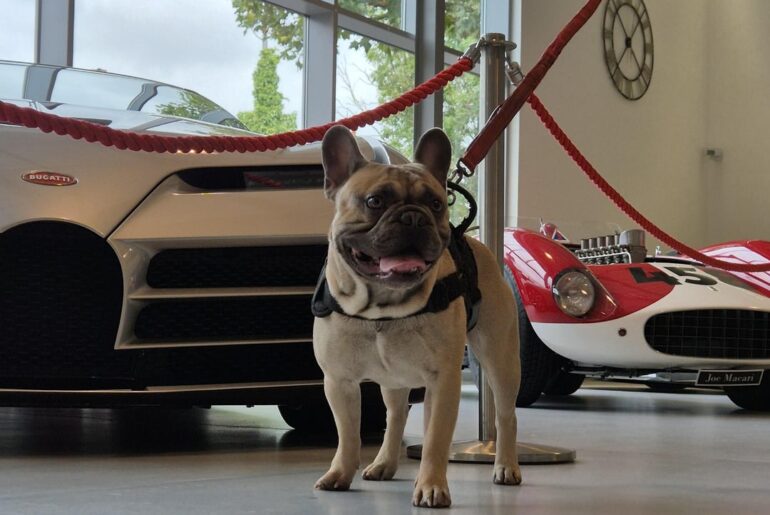 Went to a supercar dealership in August. Pure insanity... and they let my dog in :) [multi]