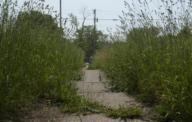 Abandoned lot with tall grass off the roadway. What cars are hidden amongst the plant life?